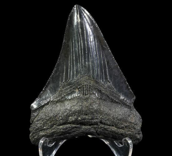 Serrated, Fossil Megalodon Tooth - Georgia #65784